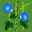 (2,10) 花 