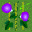 (5,11) 花 