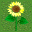 (10,4) 花 