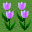 (9,6) 花 